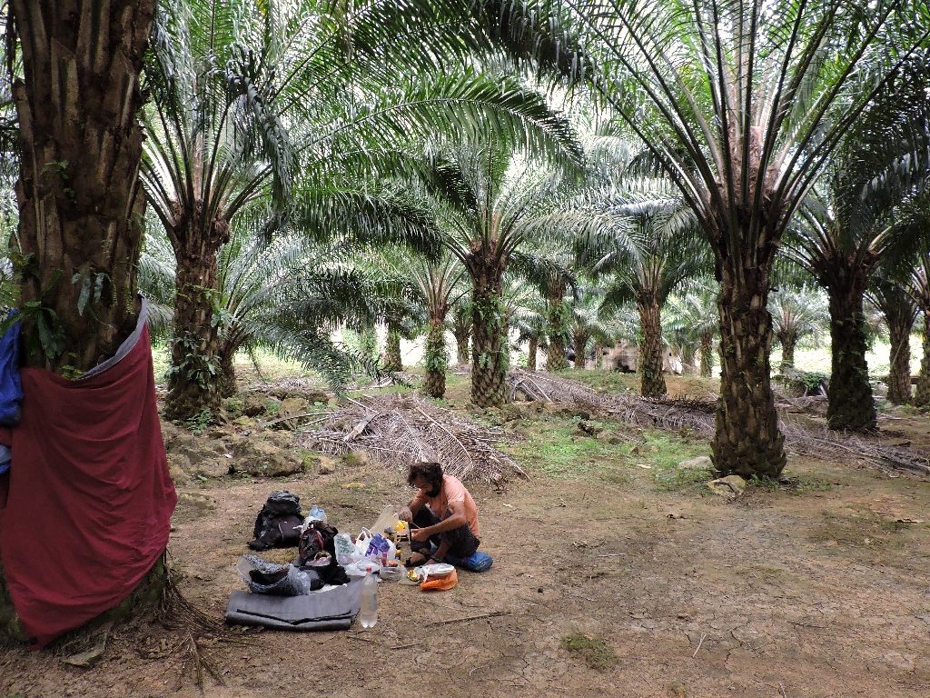 bivak-v-palm-oila